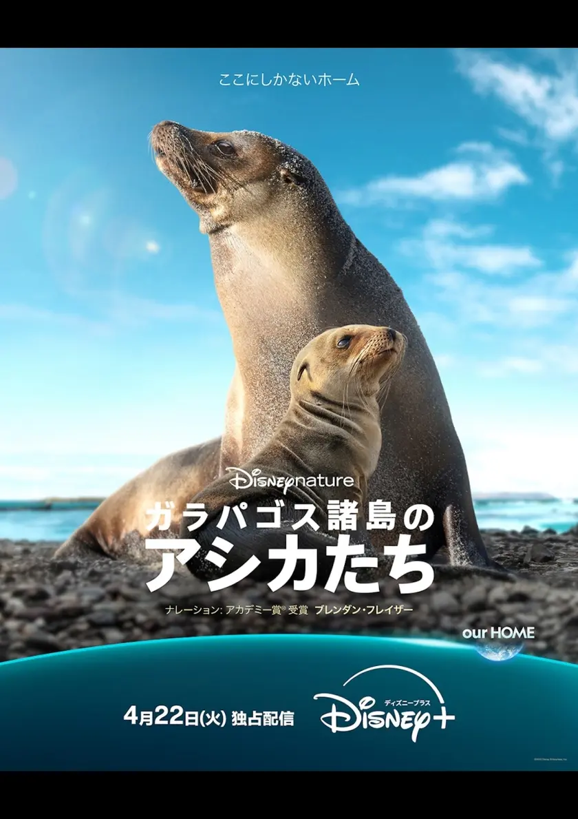 メイキング映像 ガラパゴス諸島のアシカたち ポスター