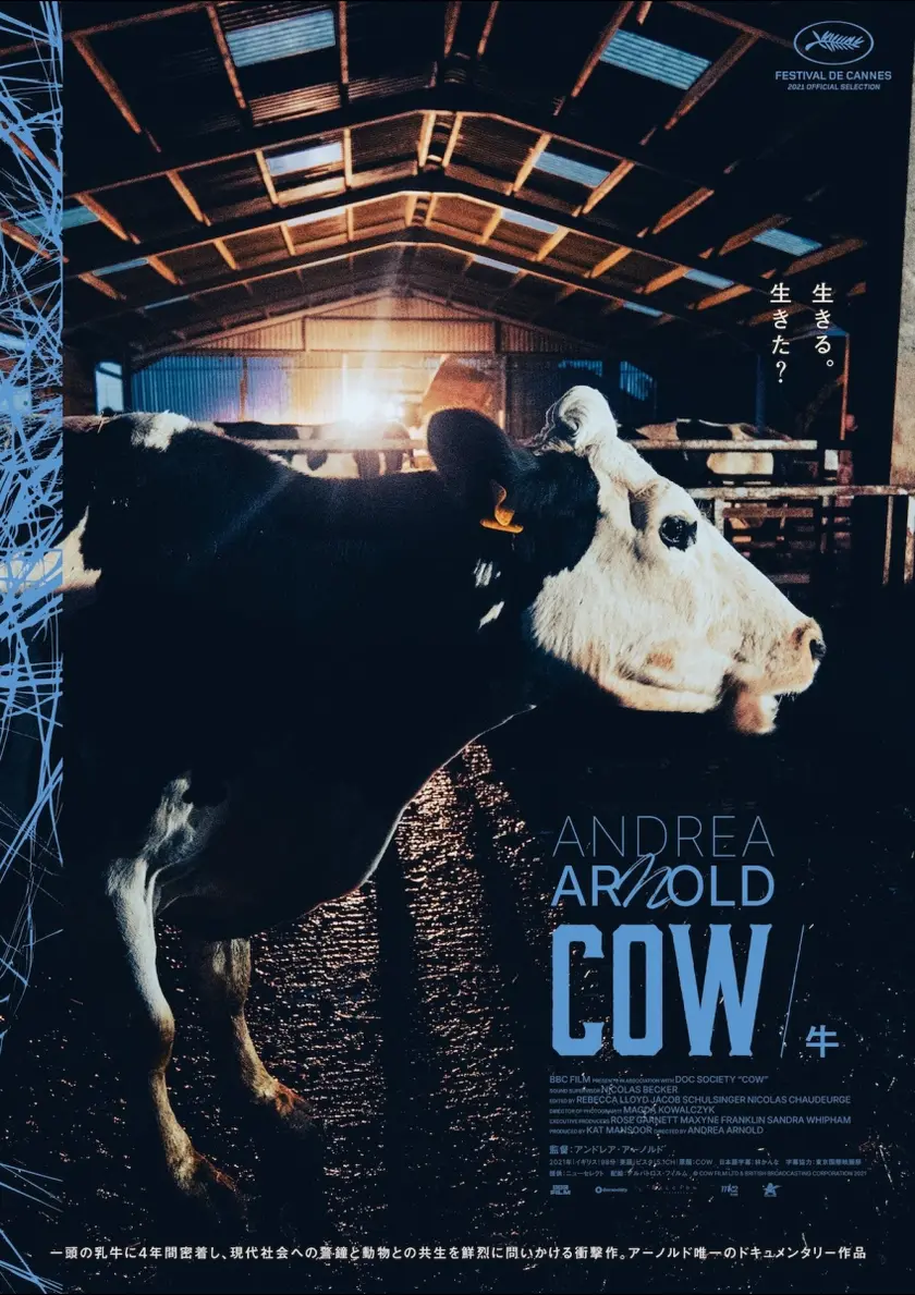 COW／牛 ポスター