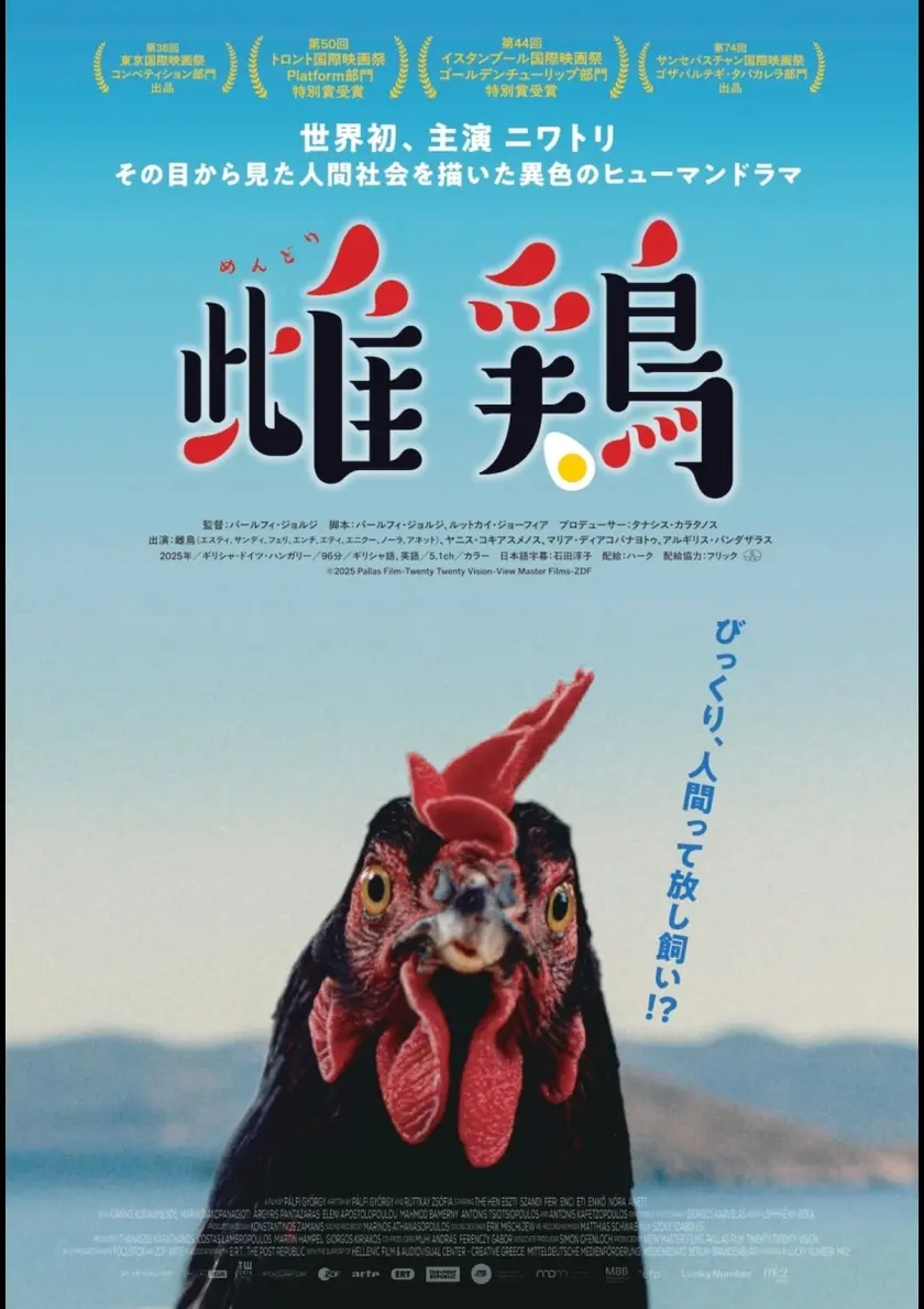 雌鶏 ポスター