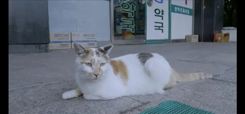 猫たちのアパートメント 場面写真 1