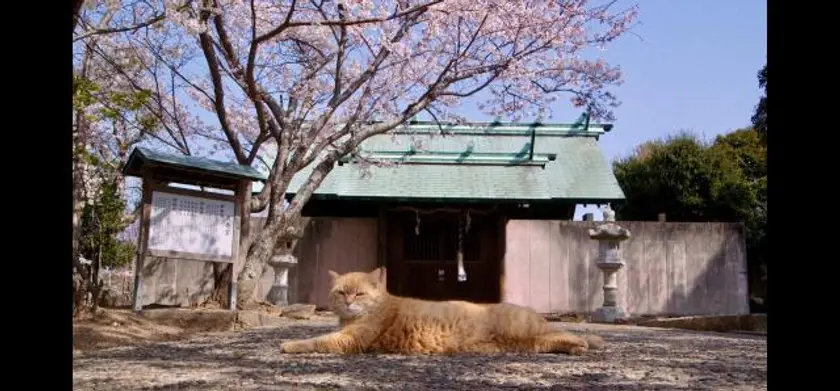 五香宮の猫 場面写真 1