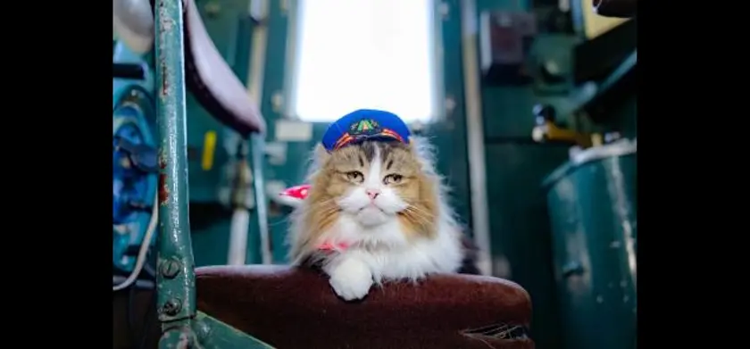 劇場版「ふにゃ～り日和」ねこ駅長 さくらの物語 場面写真 1