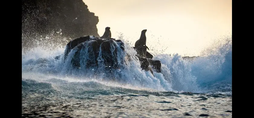 メイキング映像 ガラパゴス諸島のアシカたち 場面写真 1