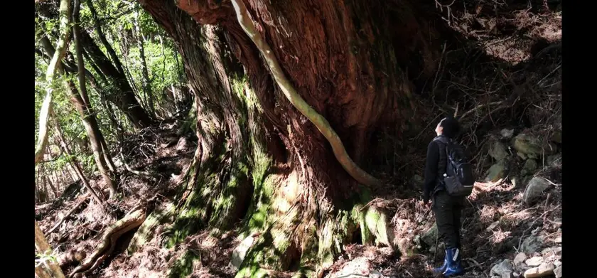 森に聴く Listen to the Forest 場面写真 1