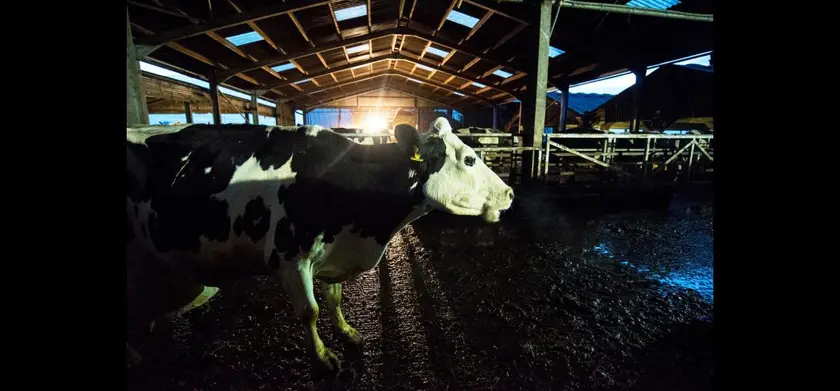 COW／牛 場面写真 2