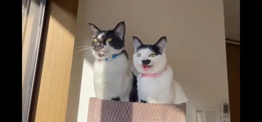 CatVideoFest 場面写真 2