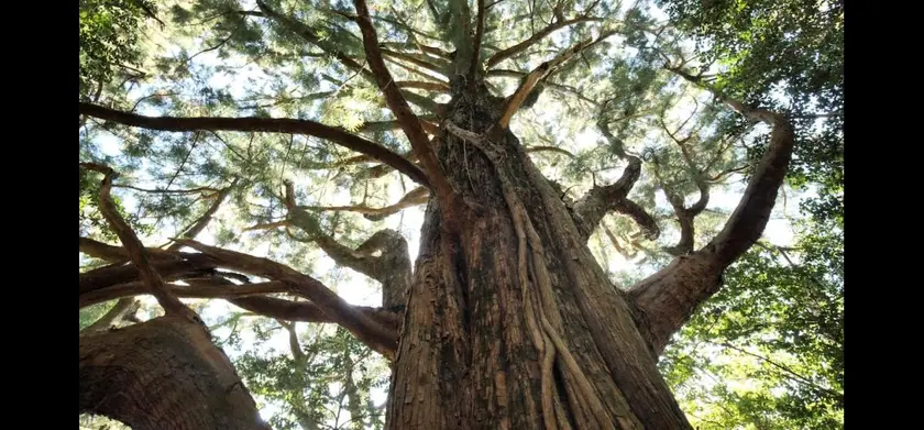 森に聴く Listen to the Forest 場面写真 2