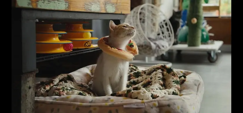 猫たちと7000マイルの旅 場面写真 2