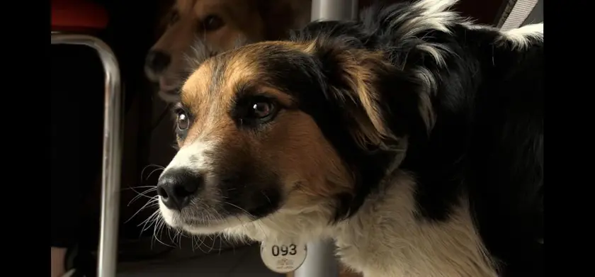 犬と戦争　ウクライナで私が見たこと 場面写真 2