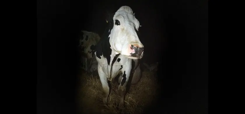 COW／牛 場面写真 3