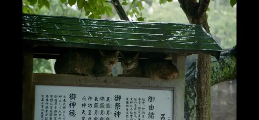 五香宮の猫 場面写真 4