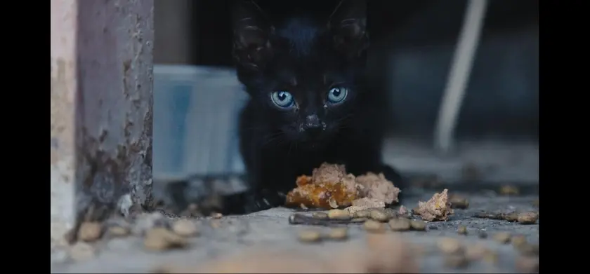 猫たちと7000マイルの旅 場面写真 4