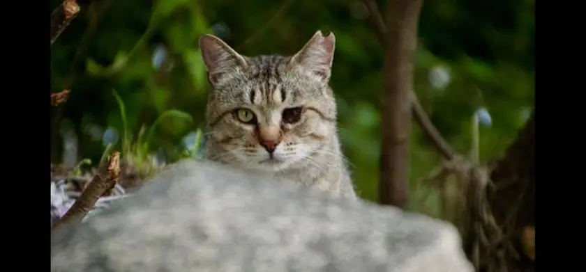 五香宮の猫 場面写真 5