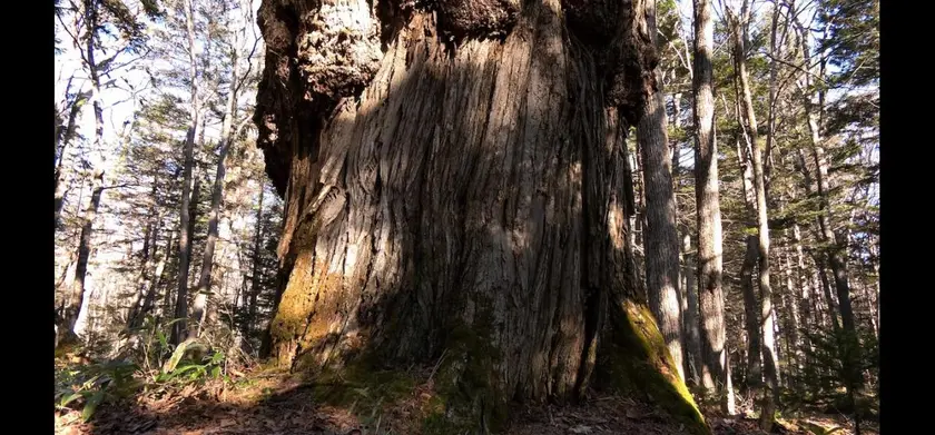 森に聴く Listen to the Forest 場面写真 5