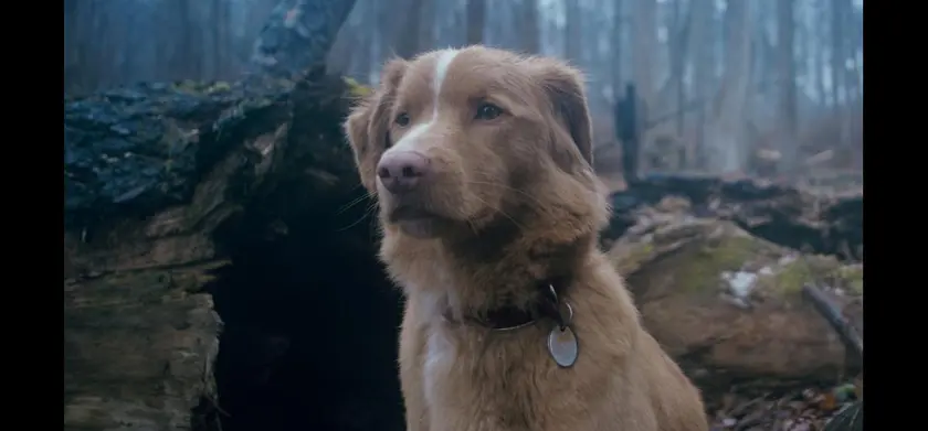 GOOD BOY／グッド・ボーイ 場面写真 5