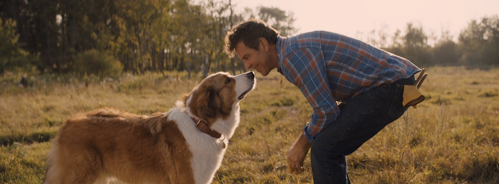 愛犬と飼い主が紡ぐラブストーリー再び！続編『僕のワンダフル・ジャーニー』本編映像